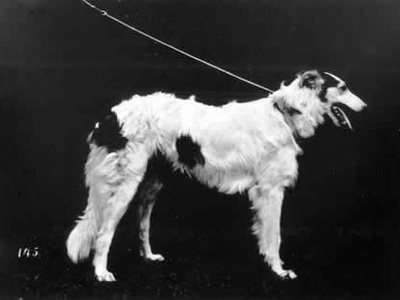 Borzoi