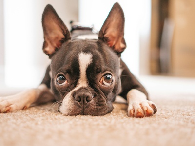 Boston Terrier