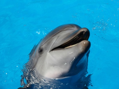 Bottlenose dolphin