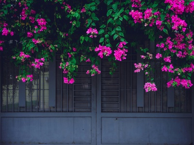 Bougainvillea
