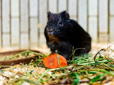 Brazilian guinea pig