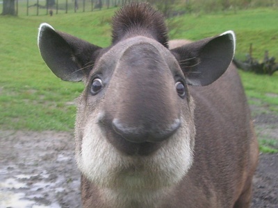 Brazilian tapir