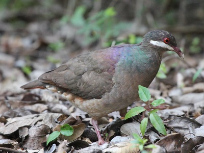 Bridled Quail-dove