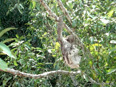 Brown-throated sloth