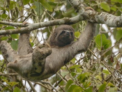 Brown-throated three-toed sloth