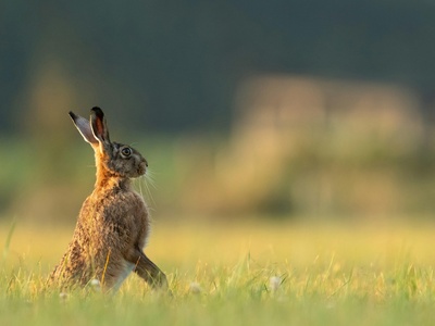 Brown hare