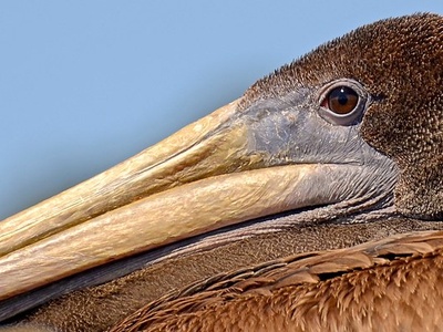 Brown pelican