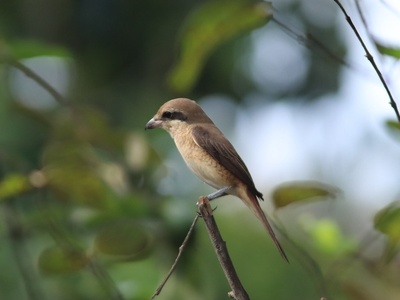 Brown Shrike