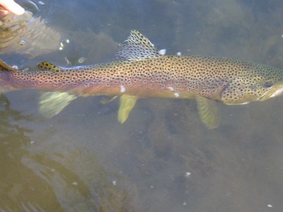 Brown trout