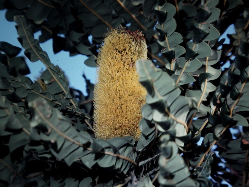 Australia's Native Plants - Flora Fauna Fun