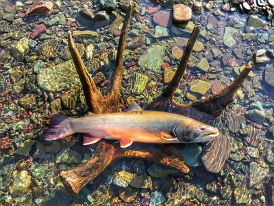 Bull trout