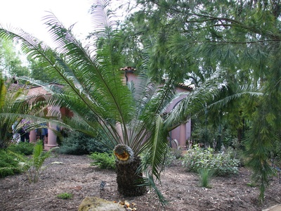 Burrawang (cycad)