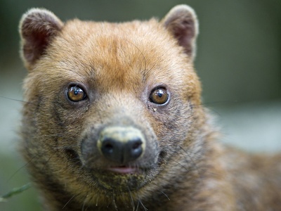 Bush dog