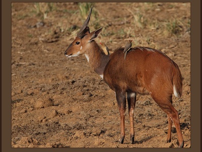Bushbuck
