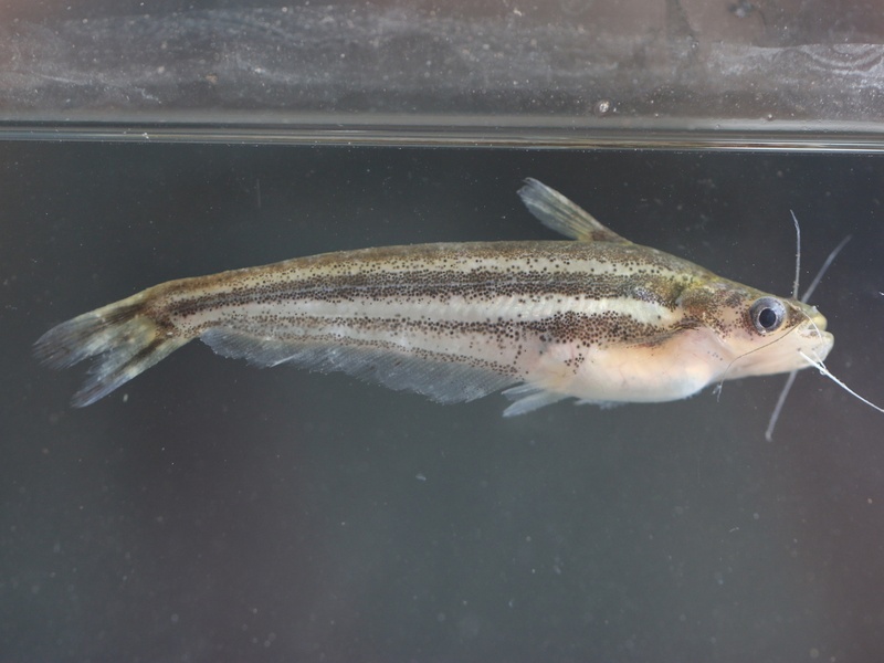 Fish Of The Democratic Republic Of The Congo - Flora Fauna Fun