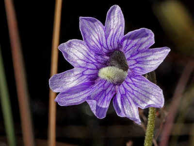 Butterwort