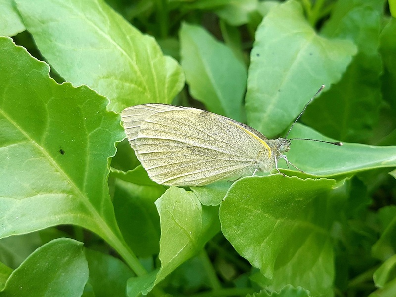 White Beautiful Insect List of White Insects - Flora Fauna Fun