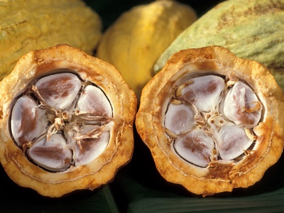 Cacao (cocoa) bean
