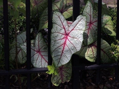 Caladium