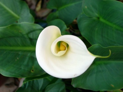 Calla lily