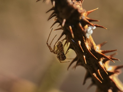 Camel spider (sun spider)