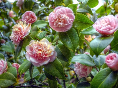 Camellia