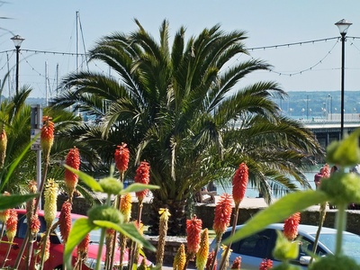 Canary Island date palm