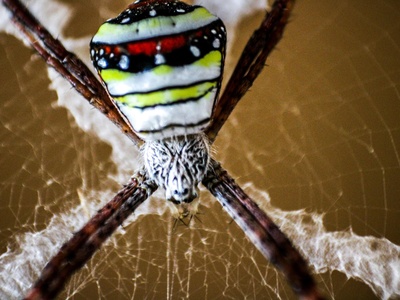 Candy-striped spider