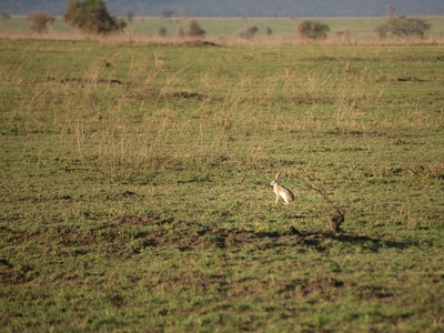 Cape/African hare