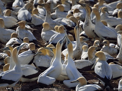 Cape Gannet