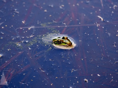 Cape Rain Frog
