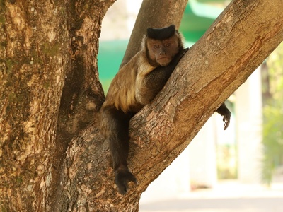 Capuchin (tufted)