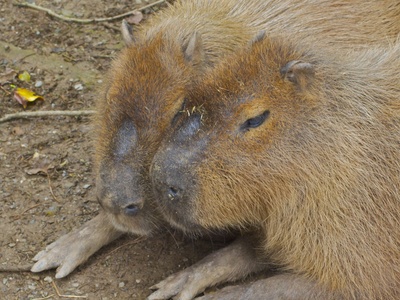 Capybara