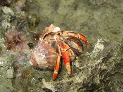 Caribbean hermit crab