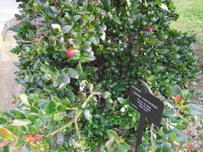 Carissa (Natal plum)