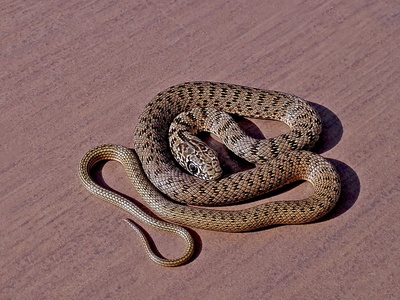 Caspian whipsnake