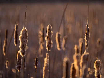 Cattail