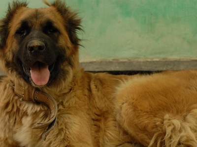 Caucasian Shepherd Dog