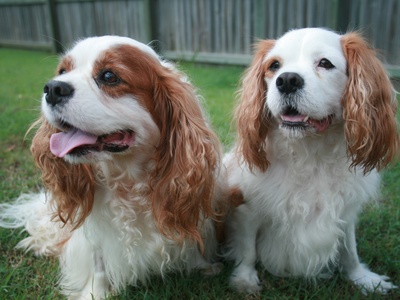 Cavalier King Charles Spaniel