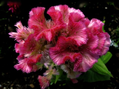 Celosia (cockscomb)