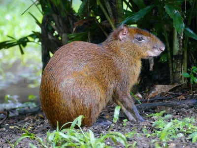 Central American agouti
