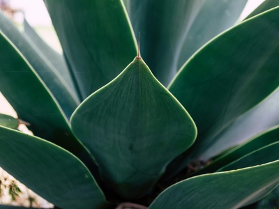Century plant (Agave)