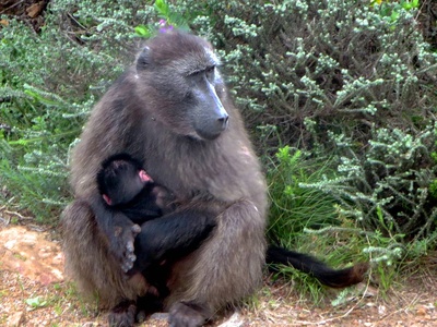 Chacma baboon