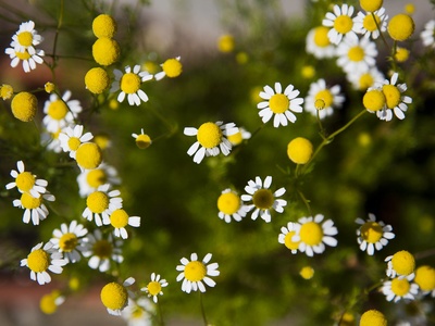 Chamomile