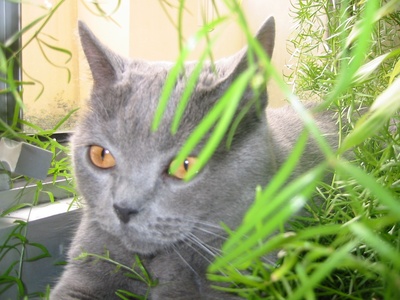 Chartreux