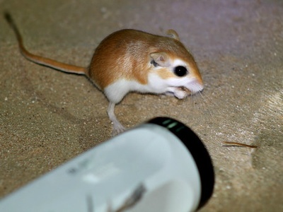 Cheesman's gerbil