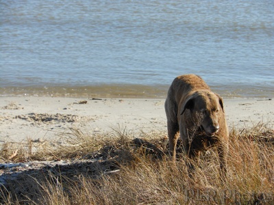 Chesapeake Bay Retriever