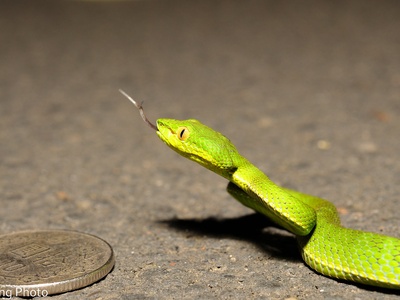 Chinese green tree viper
