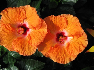 Chinese hibiscus