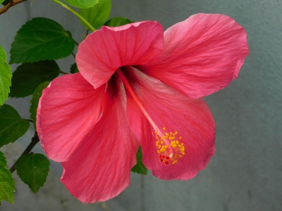 Chinese hibiscus